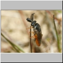 Gilpinia virens - Blattwespe m01b 11mm.jpg